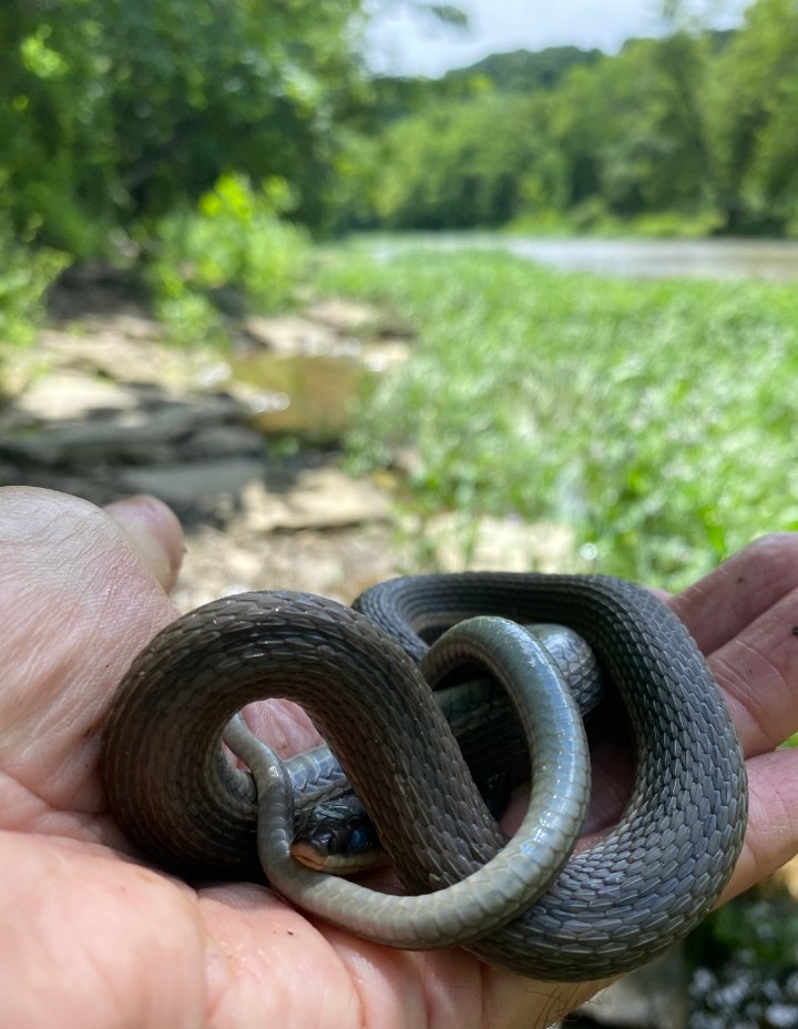 Queen Snake